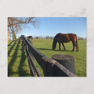 Postal Kentucky Thoroughbreds