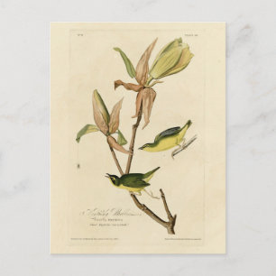 Postal Kentucky Warbler de Aves de América de Audubon