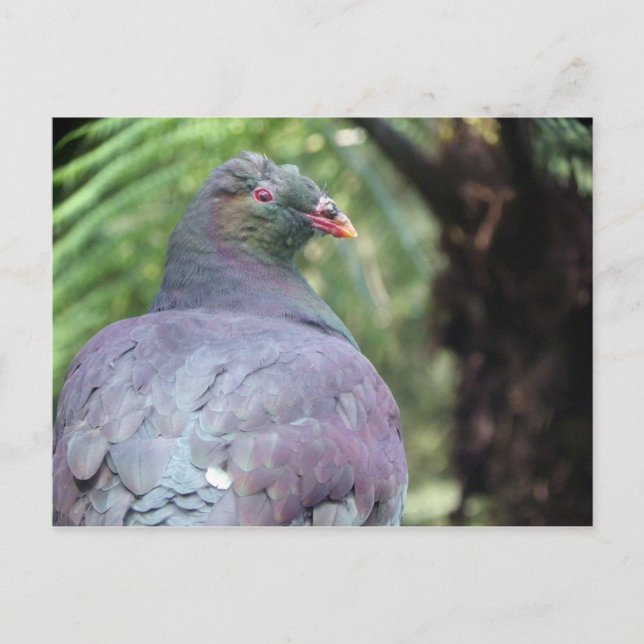 Postal Kereru Closeup (Anverso)