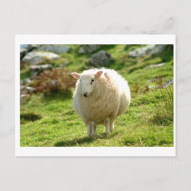 Postal Kerry Sheep en el anillo de Kerry (Anverso)