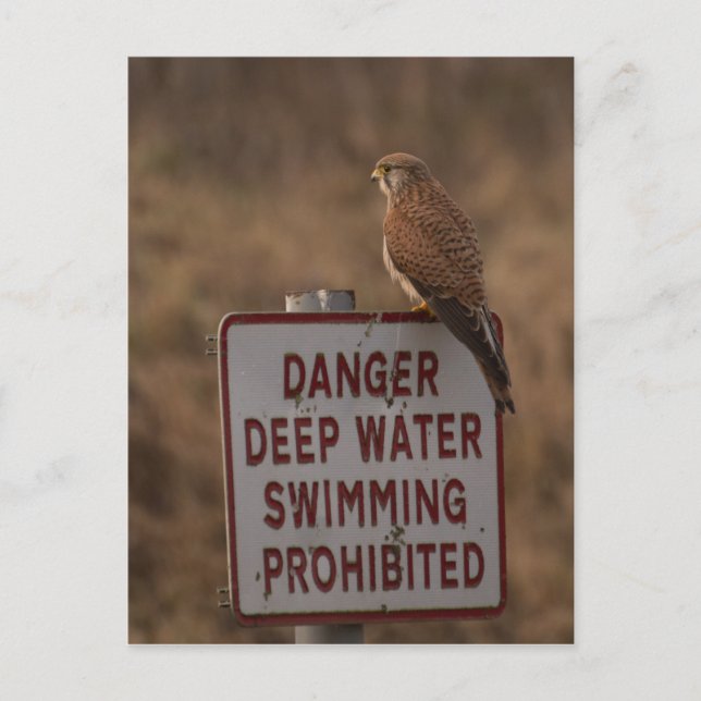 Postal Kestrel (Anverso)