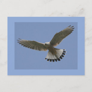 Postal Kestrel