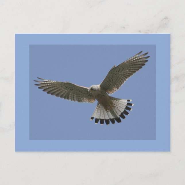 Postal Kestrel (Anverso)