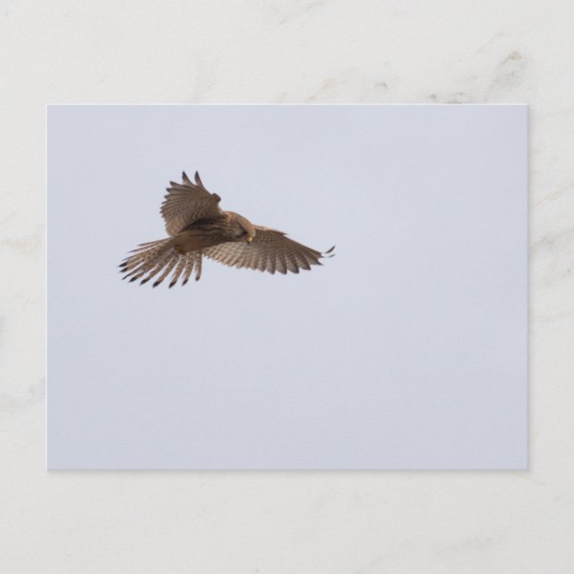 Postal Kestrel (Anverso)