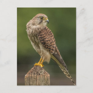 Postal Kestrel
