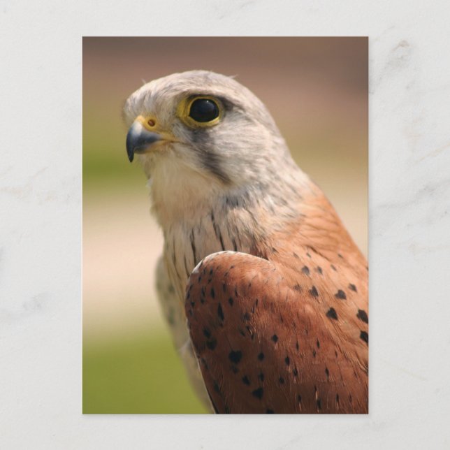 Postal Kestrel (Anverso)