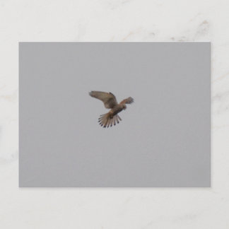 Postal Kestrel 