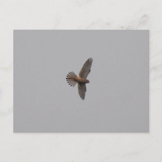 Postal Kestrel 