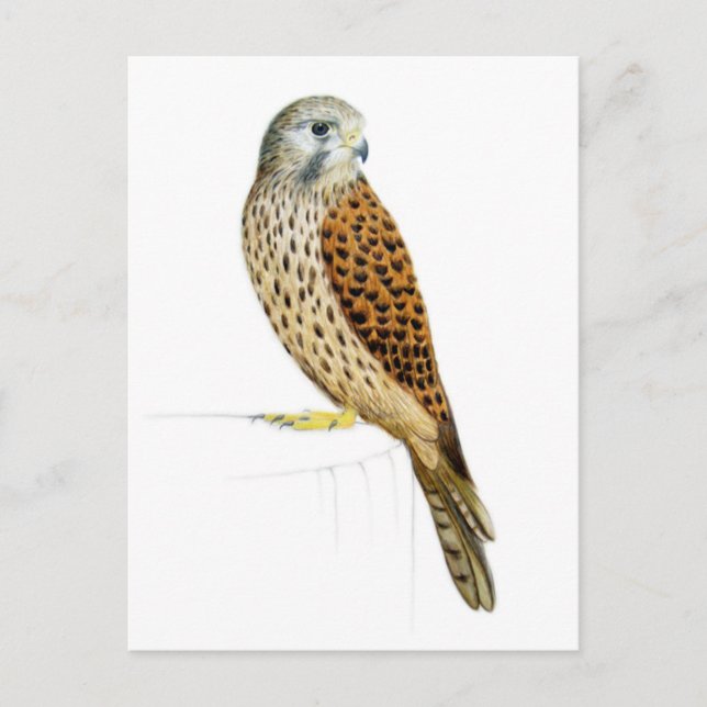 Postal Kestrel 2011 (Anverso)