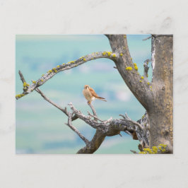 Postal Kestrel americano