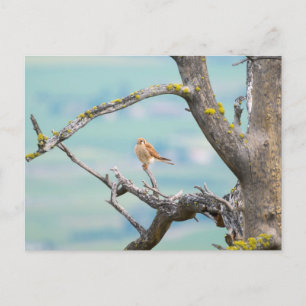 Postal Kestrel americano