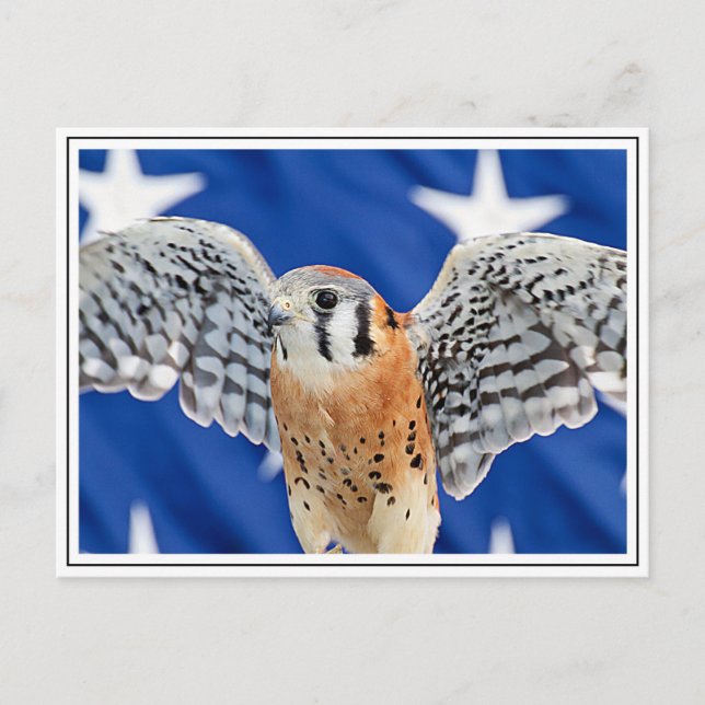 Postal Kestrel americano (Anverso)