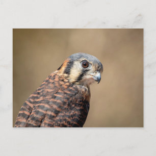 Postal Kestrel americano