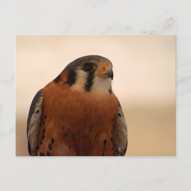 Postal Kestrel americano (Anverso)