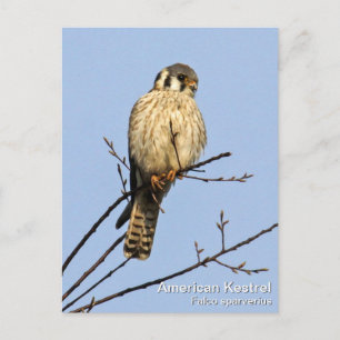 Postal Kestrel americano