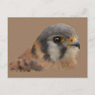 Postal Kestrel americano