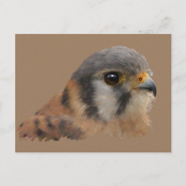 Postal Kestrel americano (Anverso)