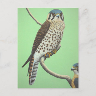 Postal Kestrel americano