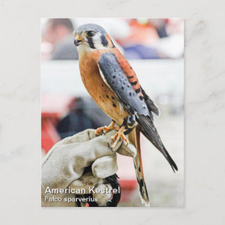 Postal Kestrel americano