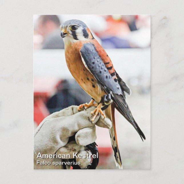 Postal Kestrel americano (Anverso)