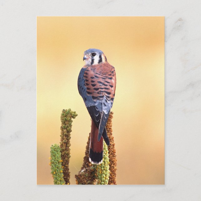 Postal Kestrel, Falco sparverius, nativo de Estados Unido (Anverso)
