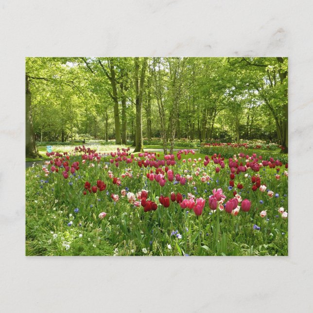 Postal Keukenhof 2 (Anverso)