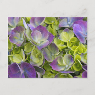 Postal Keukenhof Garden Hydrangea