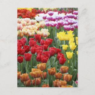 Postal Keukenhof Gardens, Holanda, se especializa en 2