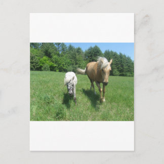 Postal Khrysta, el caballo de Morgan, y efectivo, los