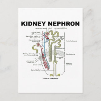 Postal Kidney Nephron