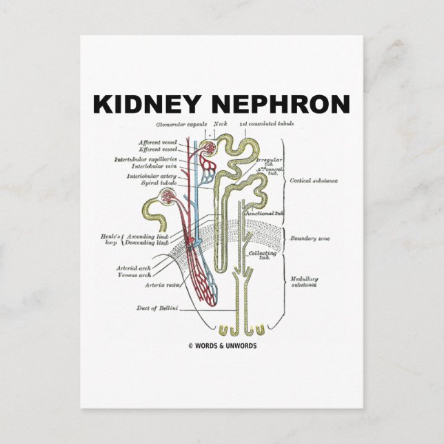 Postal Kidney Nephron (Anverso)