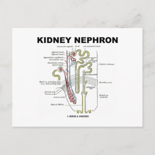 Postal Kidney Nephron