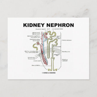 Postal Kidney Nephron