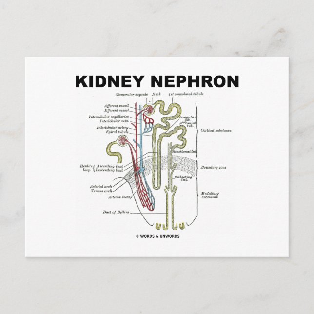 Postal Kidney Nephron (Anverso)