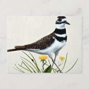 Postal Killdeer