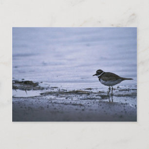 Postal Killdeer