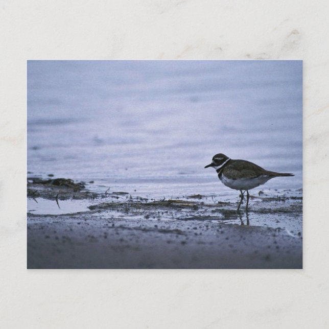Postal Killdeer (Anverso)