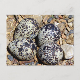 Postal KillDeer Nest con huevos