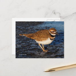 Postal Killdeer Shorebird sobre Icy Mudflats