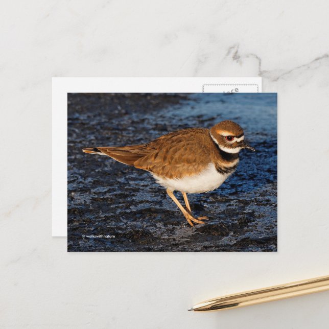 Postal Killdeer Shorebird sobre Icy Mudflats (Anverso/Reverso In Situ)