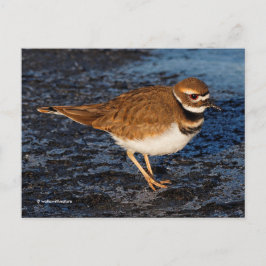 Postal Killdeer Shorebird sobre Icy Mudflats