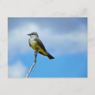 Postal King Bird