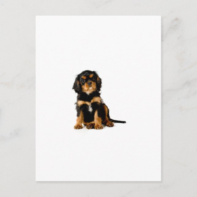 Postal King Charles Spaniel Black & Tan (Anverso)