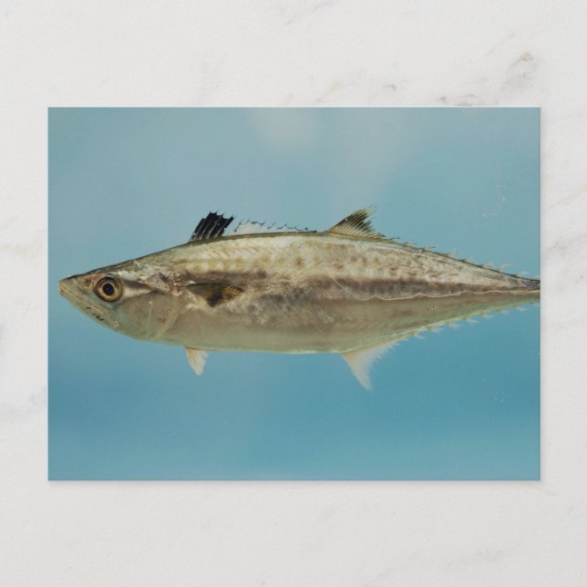 Postal King Mackerel (Anverso)