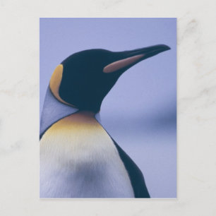 Postal King Penguin