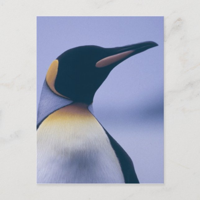 Postal King Penguin (Anverso)