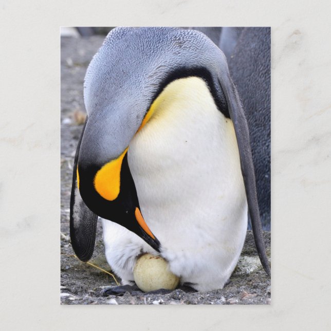 Postal King Penguin con huevo (Anverso)