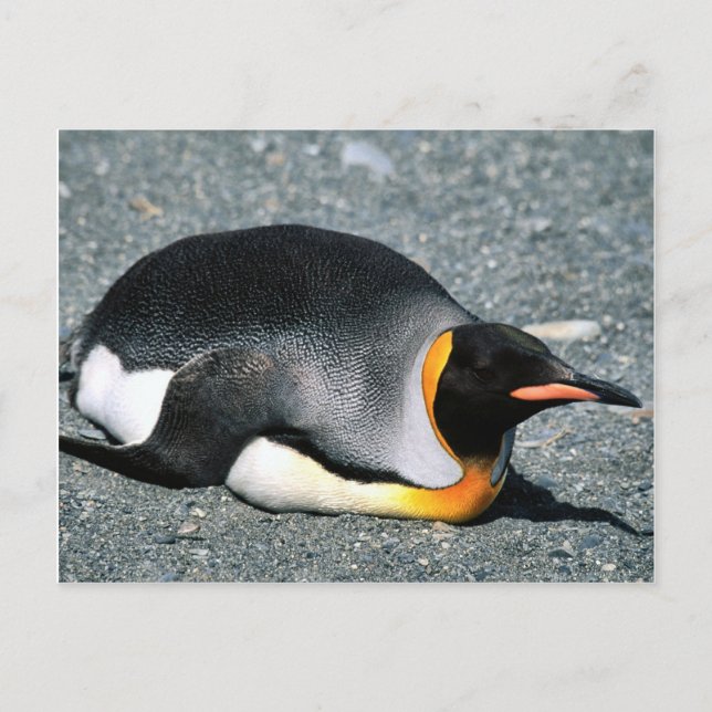 Postal King Penguin en la playa (Anverso)