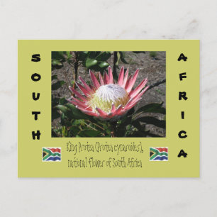 Postal King Protea