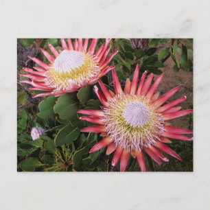 Postal King Protea (Protea Cynaroides), Helderberg